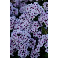 Флокс Phlox Чароитовая Крошка